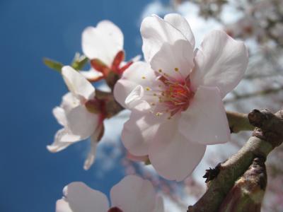 开花, 春天, 自然, 植物, 白色, 分公司, 粉色