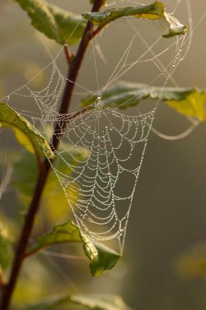 蜘蛛网, 蜘蛛, 露水, 滴灌, 水一滴, 露珠, 自然