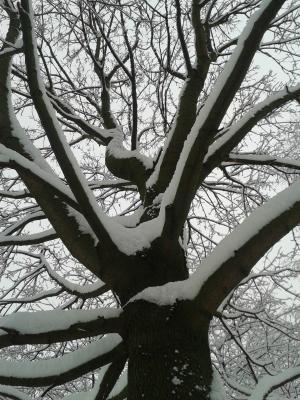冬天, 雪, 树, 感冒, 自然, 分公司, 森林