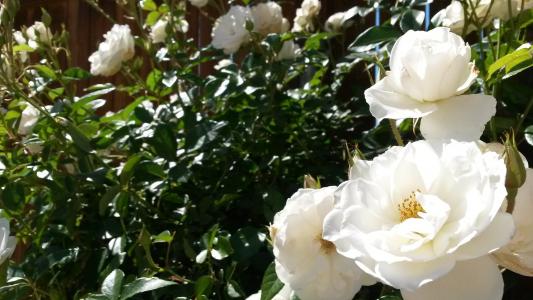 白玫瑰, 玫瑰花丛, 花, 白色, 绿色, 春天, 花园