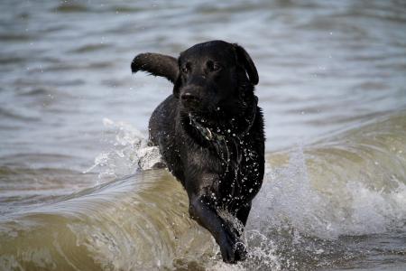 波, 狗, 水, 海, 网上冲浪, 咸水