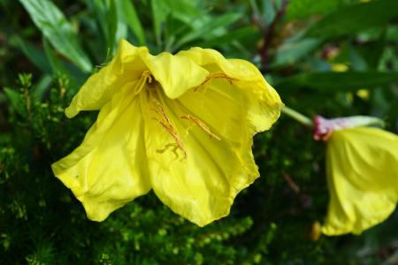 矮小的晚樱草, 黄色的花, 奥扎克向日葵, 月 missouriensis, 3寸响铃, 巨型假山报春花, 美国