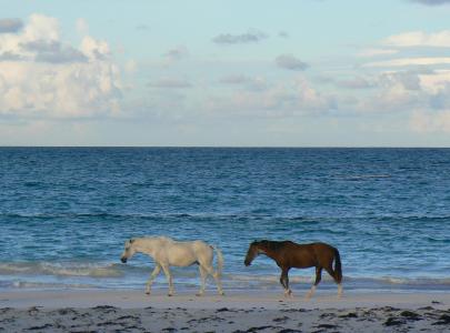 野马, 阿萨蒂格岛, 海滩, 野生动物, 自然, 野性, 荒野
