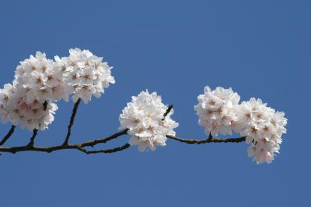 樱花, 白花, 春天, 蓝蓝的天空, 绽放, 花