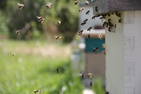 蜜蜂, 蜂蜜, 昆虫, 甜, 自然, 野生, 动物