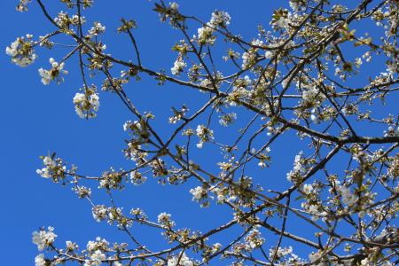 樱桃树, 蓝蓝的天空, 春天
