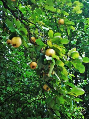 quittenbaum, 水果, 每年的时候, 成熟, 榅桲, 果树, 树