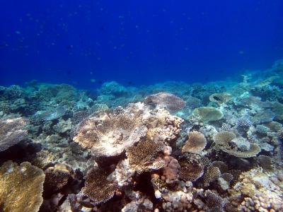 珊瑚, 巨型表格, 马尔代夫