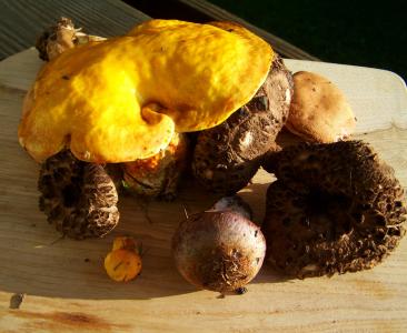 真菌, 混合, 黄色, 褐蘑菇
