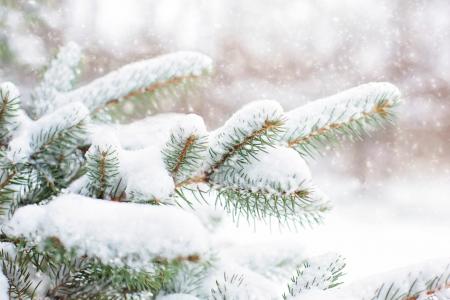 松树上的雪, 松枝, 冬天, 雪, 树, 分公司, 圣诞节