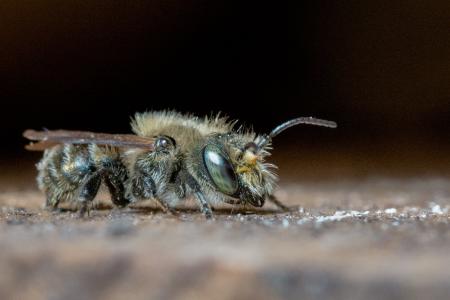 蜂, 壁蜂, 野生蜜蜂, 孤蜂, 蜜蜂, 膜翅目, 昆虫