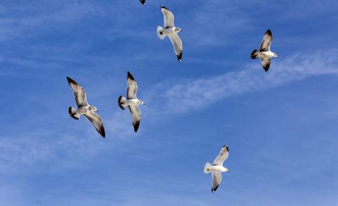 羊群, 海鸥, 野生动物, 天空, 飞行, 户外, 蓝色