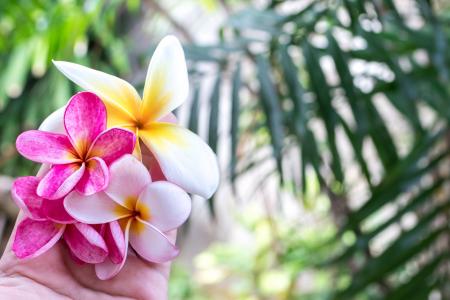 巴厘岛, 美丽, 美, 绽放, 绽放, 开花, 植物园