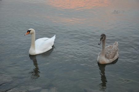巴拉顿湖, 天鹅, 水