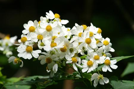 花, 白色, 黄色, 自然, 花香, 绽放, 花园