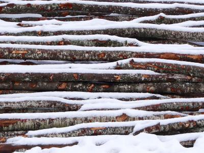 木材, 雪, 冬天, 感冒