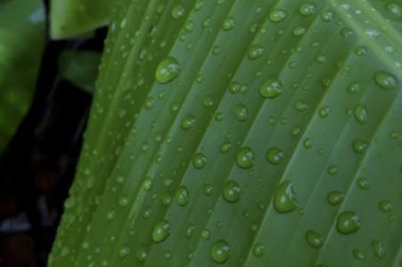 水滴在叶子上, 香蕉叶, 滴眼液, 雨, 绿色, 水, 香蕉