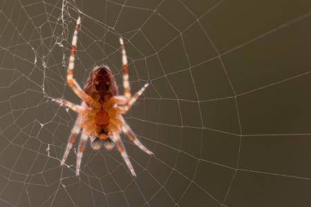 花园里的蜘蛛, 蛛丝 diadematus, 蜘蛛, 蜘蛛网, 蜘蛛宏, 关闭, 动物