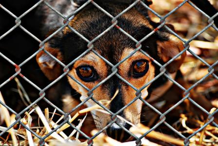 动物福利, 狗, 被囚禁, 动物收容所, 悲伤, 动物救援, 小狗看起来