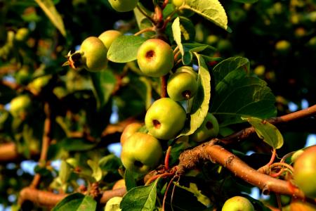 野生苹果, 野生的增长, 水果, 自然, 食用, 美味, 水果