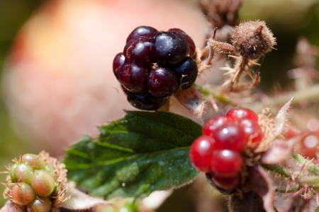 黑莓, 悬钩子属植物科悬钩子属植物, wildwachsend, 属, 水果, 成熟, 不成熟