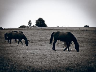 马, 牧场, 吃草, 耦合, 自然, 草, 棕色