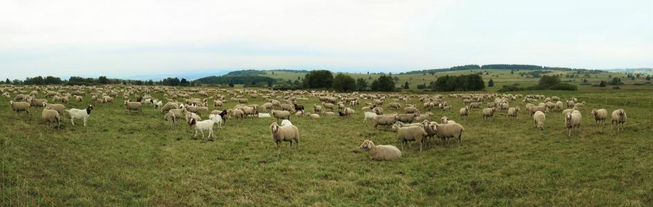 羊, 山羊, 羊群, 四足动物, 舍费尔, 秋天, rhön
