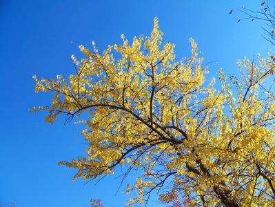 秋天, 秋天, 叶子, 树木, 黄色, 蓝色, 天空