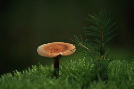 蘑菇, 森林, 秋天, 自然, 植物, 潮湿, 污垢