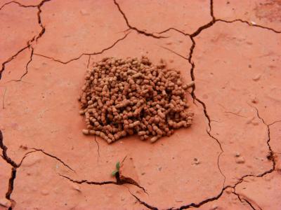 粘土, 泥浆, 蚂蚁巢, 裂纹