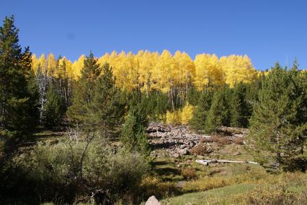 犹他州, 森林, 树木, 景观, 秋天, 秋天, 岩石