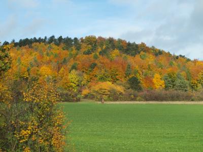 秋天, 多彩, 金色的秋天, 秋天的落叶, 秋天的树林, 树木, 秋天的颜色