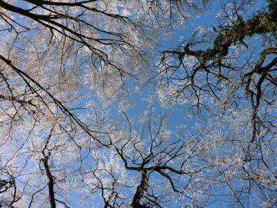 树木, 首脑会议, 天空, 蓝色, 冬天, 森林, 自然