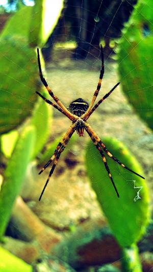 蜘蛛, 昆虫, 自然, 蛛形纲动物, web