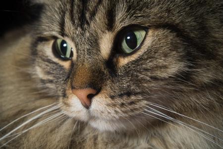 猫, 挪威森林猫, 猫的眼睛, 可爱, 耳朵, 头, 动物