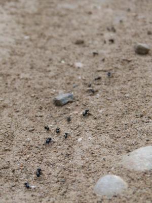 蚂蚁, 行, 路径, 海滩, 沙子, 海, 自然