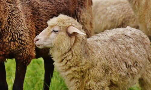 羊, 动物, 草甸, 羊毛, 吃草, 自然, 农场