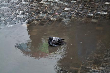 鸽子, 雨, 游泳, 水