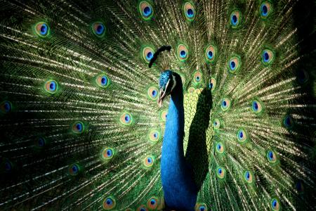 孔雀, 色彩缤纷, 漂亮, 自然, 鸟, 羽毛, 印度