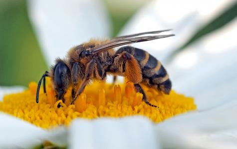 昆虫, 植物, 自然, 蜜蜂, 黄色, 授粉, 花