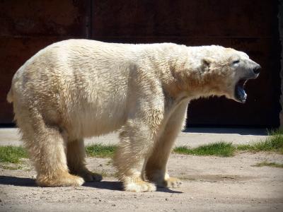 北极熊, 熊, 捕食者, 毛皮, 白色, 白熊, 白色的皮毛