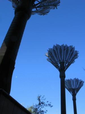 棕榈树, 雕塑, 惠灵顿, 新西兰, 树, 天空