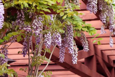 紫藤, 花园, 凉棚, 花, 自然