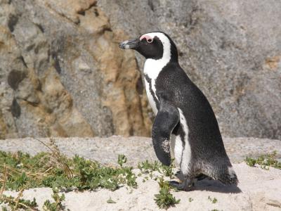 南非, 巨石海滩, 企鹅, 海角半岛, 动物, 眼镜企鹅, 开普敦