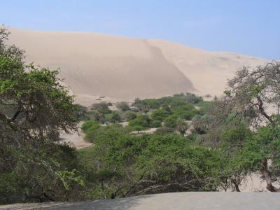 沙漠, 秘鲁, 绿洲, 沙子, 树木