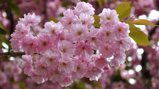日本樱桃, 春天, 开花的树