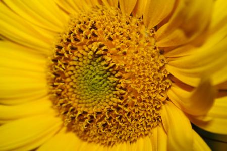 太阳花, 黄色, 开花, 绽放, 夏季, 植物, 植物区系
