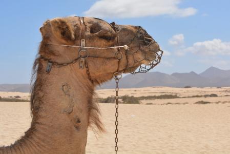 骆驼, 动物, 自然, 沙漠, 岛, 非洲, 沙子