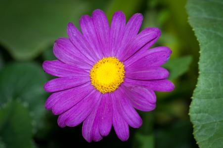 花, 紫色, 紫罗兰色, 紫罗兰花, 花, 紫色的花, 花瓣