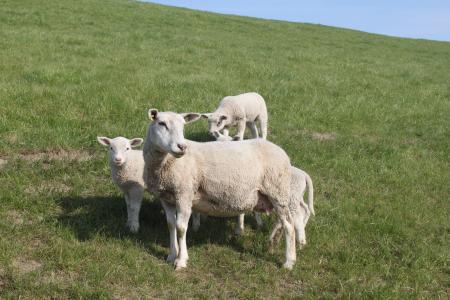 羊, 堤羊羔, 动物, 堤防, nordfriesland, 草甸, 羔羊